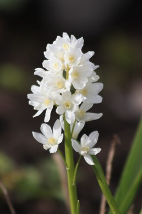 Puschkinia scilloides var. libanotica Alba