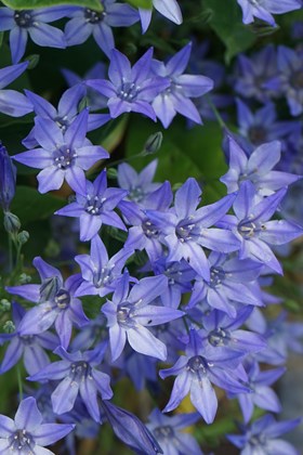 Triteleia laxa Koningin Fabiola
