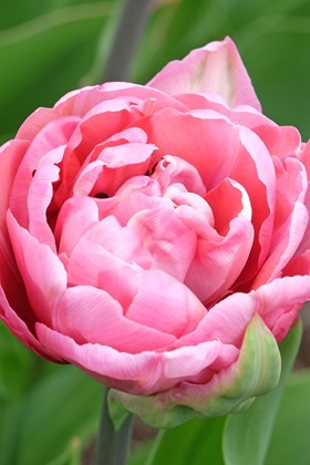 Tulipa Amazing Grace