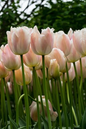 Tulipa Apricot Pride