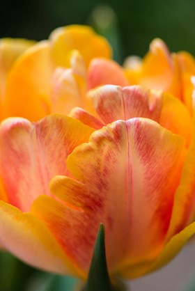 Tulipa Foxy Foxtrot