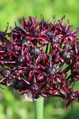 Allium atropurpureum