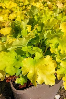 Heuchera Lime Marmalade 2ltr