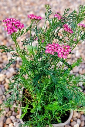 Achillea Cerise Queen 2ltr