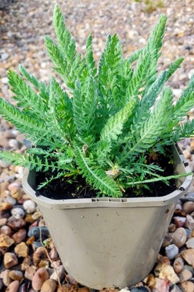 Achillea Moonshine 2ltr