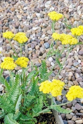 Achillea Moonshine 2ltr