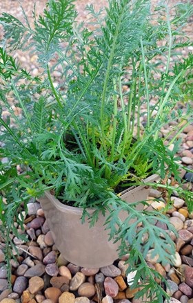 Achillea Cerise Queen 2ltr