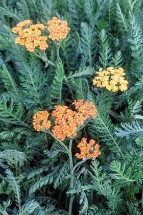Achillea Terracotta 2ltr