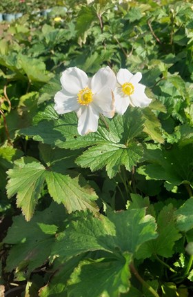 Anemone Honorine Jobert 2ltr