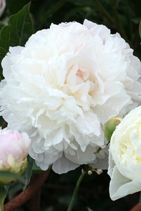 Paeonia ‘Duchesse de Nemours