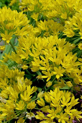 Allium moly