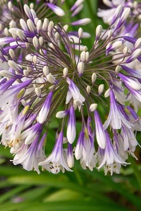 Agapanthus Fireworks – 9cm Liner
