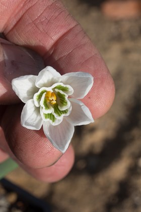 Galanthus Godfrey Owen