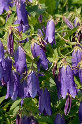 Campanula Sarastro