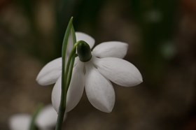 Galanthus Godfrey Owen