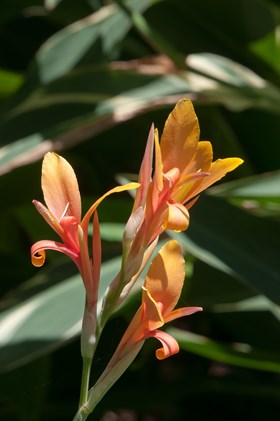 Canna Stuttgart
