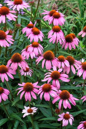 Echinacea Sombrero Rose 3ltr