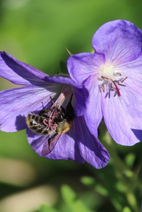 Geranium Kaya