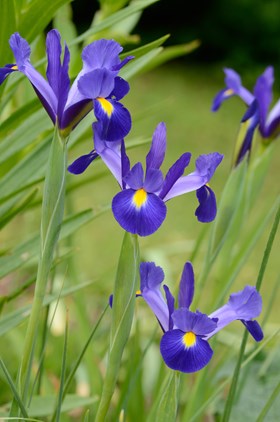 Iris x hollandica Blue Magic