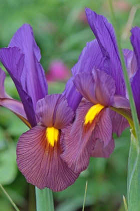 Iris Tigereye