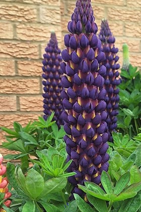 Lupin Legendary Blue 2ltr