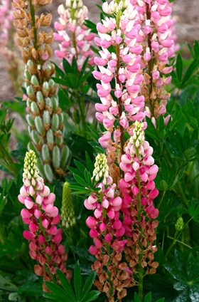 Lupin Legendary Rose  2ltr