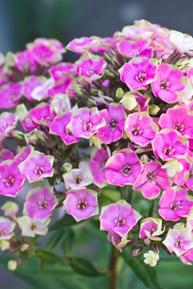 Phlox Orchid Yellow