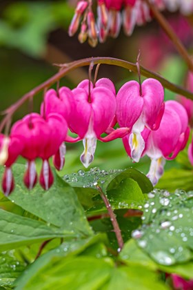 Dicentra Spectibilis 2ltr