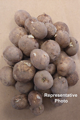 Duke Of York - 2.5kg