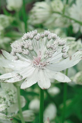 Astrantia major Diamond Sparkling Stars 2ltr