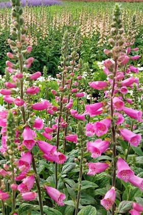 Cottage Garden Deluxe Collection (6 x 2 Litre Plants)