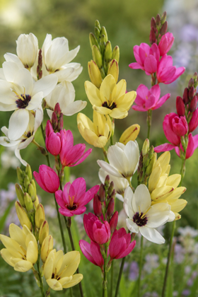 Ixia Mixed