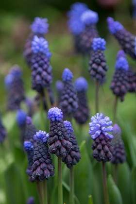 Muscari latifolium