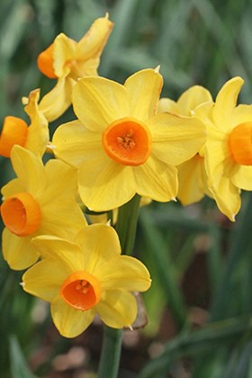 Narcissus Grand Soleil d'Or 