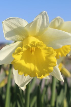 Narcissus Meylor