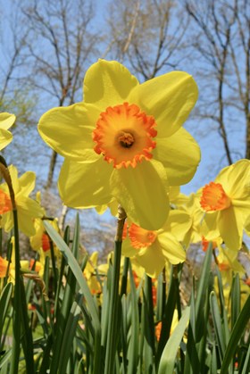 Narcissus Red Devon