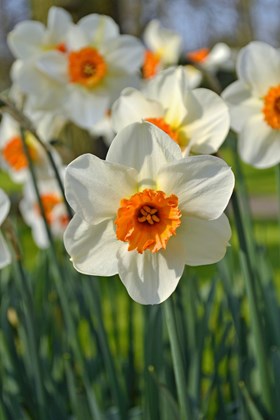Narcissus Barrett Browning