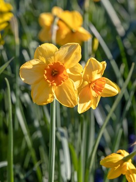 Narcissus Kedron