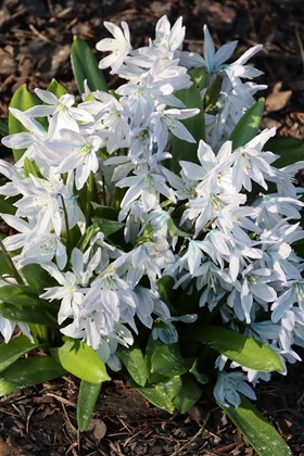 Scilla siberica alba