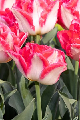 Tulipa Pink Delight 
