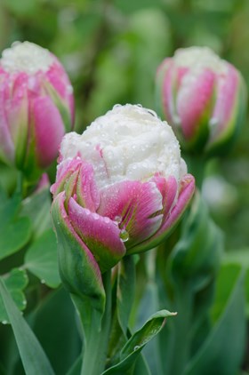 Tulipa Ice Cream