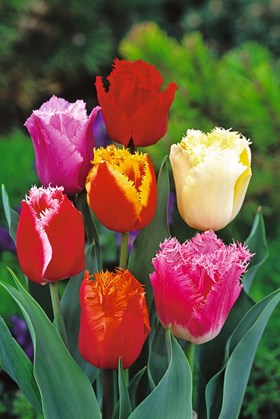 Tulipa Fringed Mix