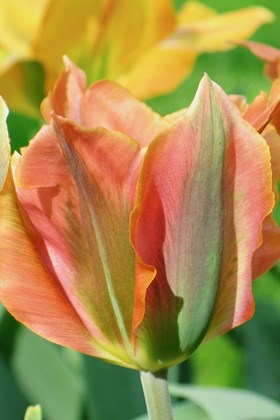 Tulipa Artist