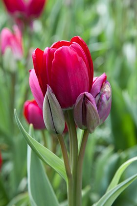 Tulipa Fiery Club