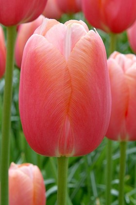 Tulipa Menton