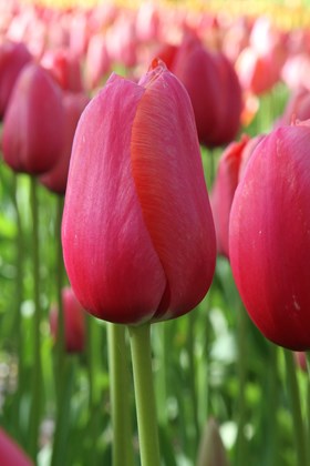 Tulipa Renown