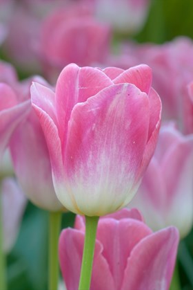 Tulipa Dynasty