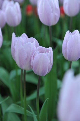 Tulipa Silver Cloud