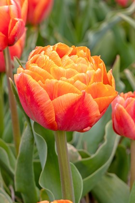 Tulipa Orange Flavour