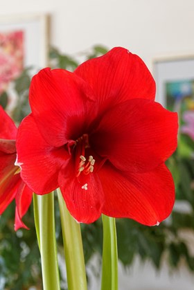 Hippeastrum Amarantia
